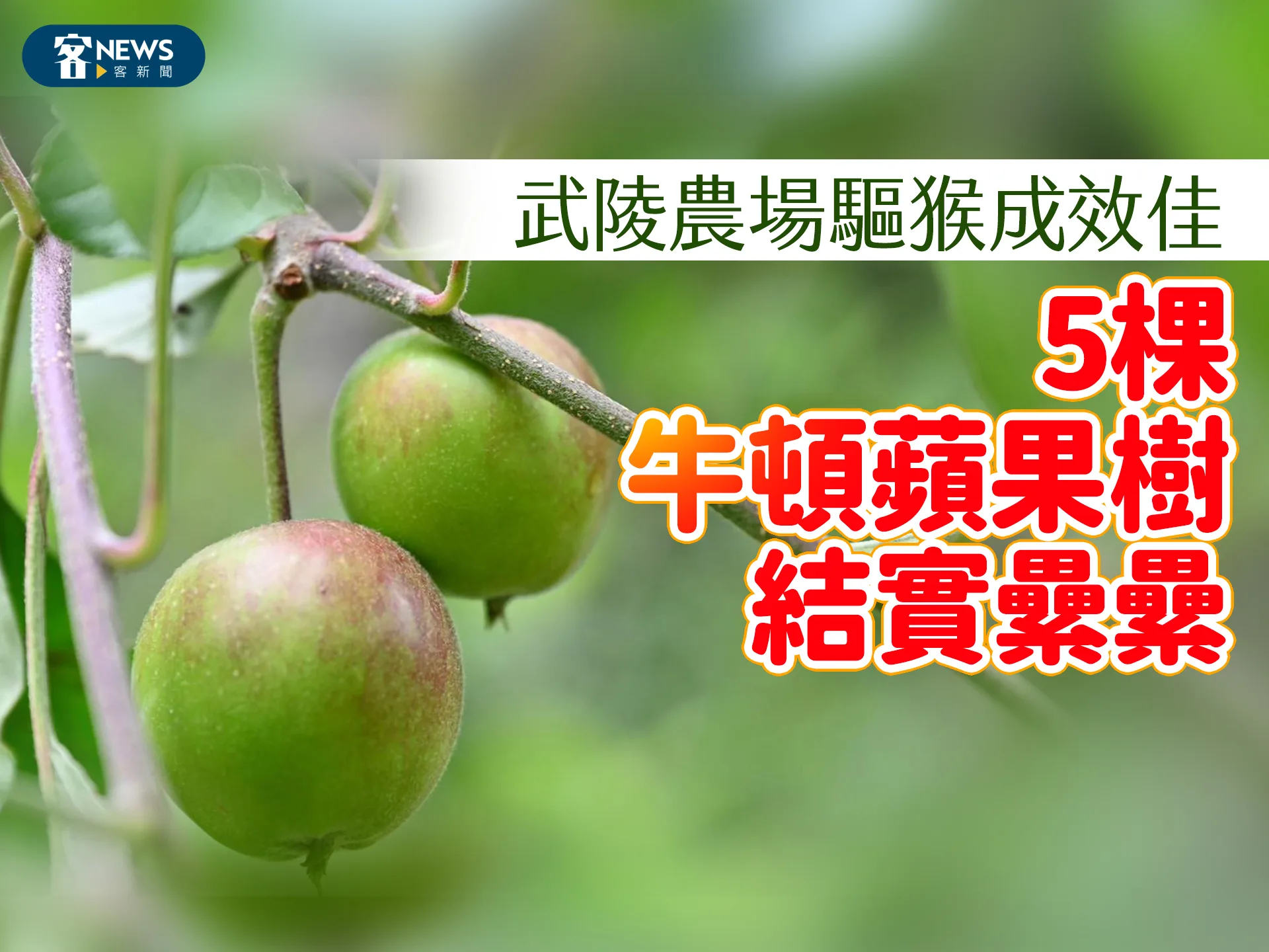 武陵農場驅猴成效佳　5棵「牛頓蘋果樹」結實纍纍