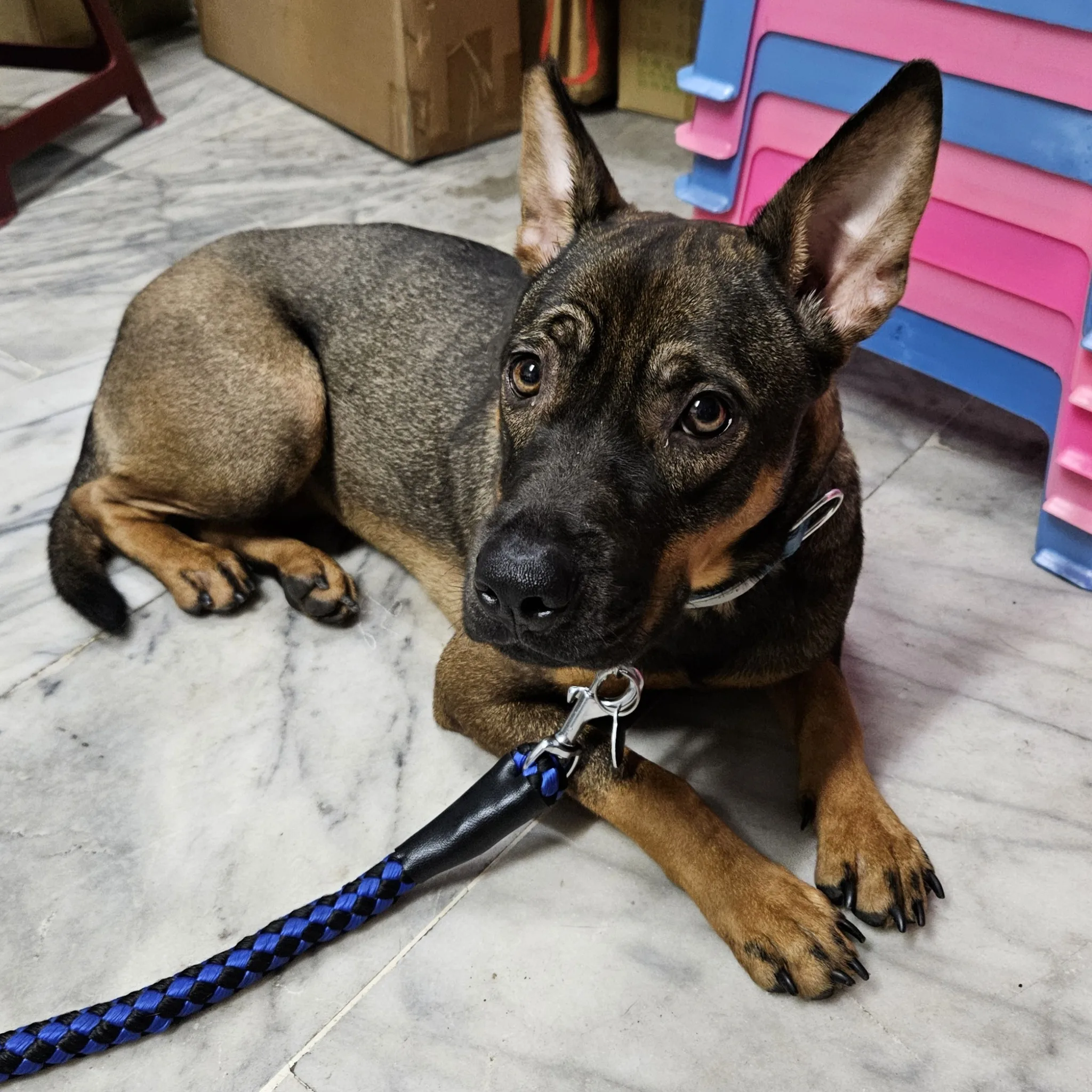 高雄動保處表示收容所中的成犬其實非常親人又穩定(資料照)。翻攝自高雄市動物保護處粉絲團