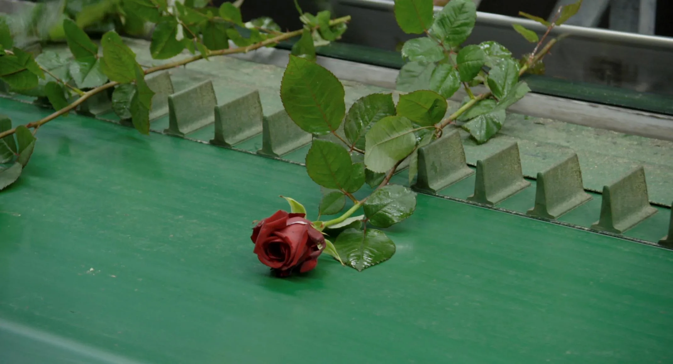 「不平靜的現在」展覽作品《This Flower In My Mouth》。翻攝自Hamburger Kunsthalle
