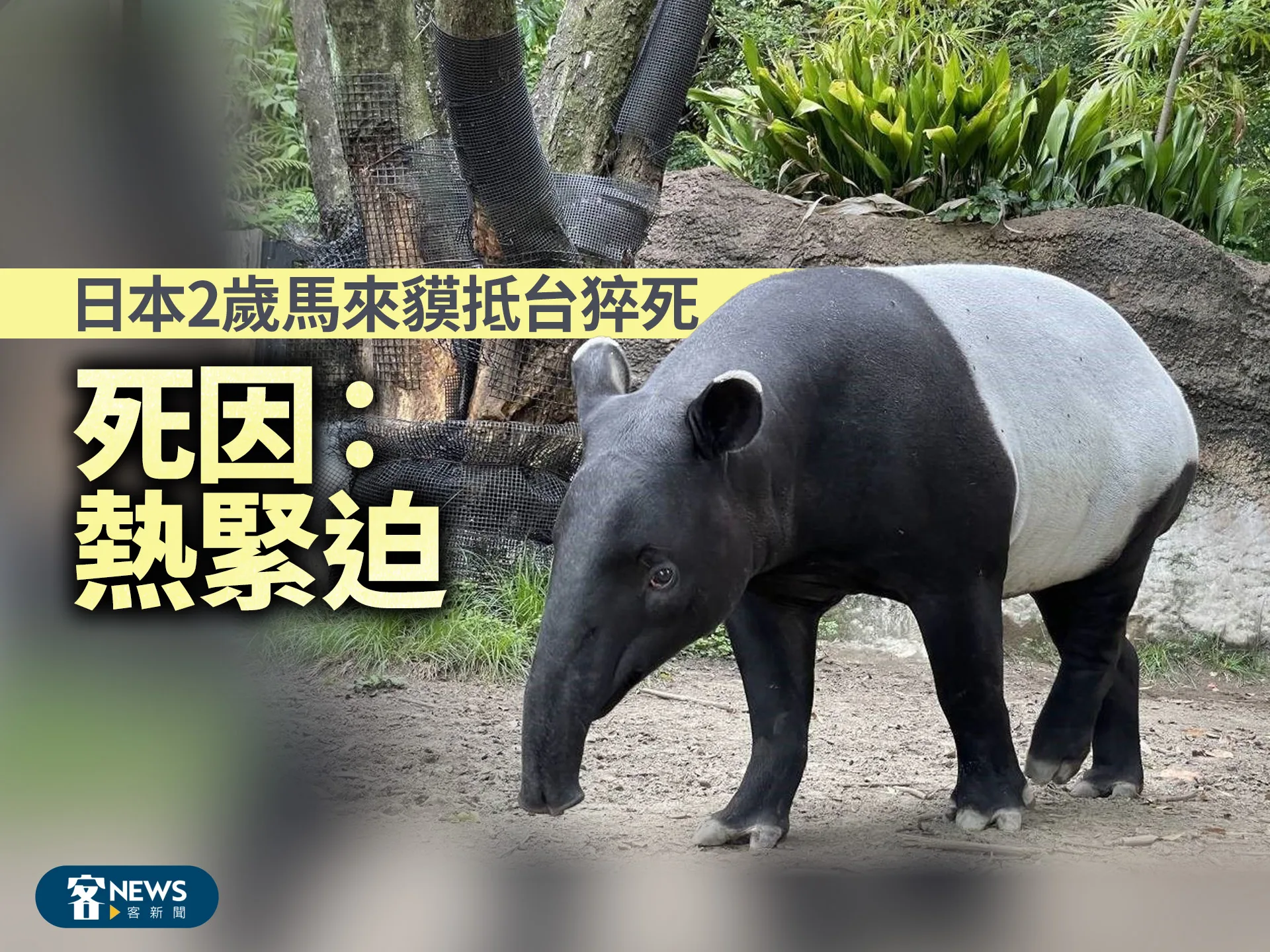 日本2歲馬來貘抵台猝死　死因：熱緊迫