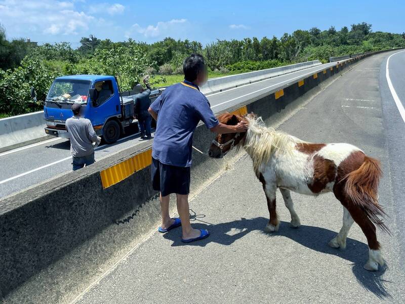 迷你馬跑上苗栗西濱公路　所幸未釀人車傷亡