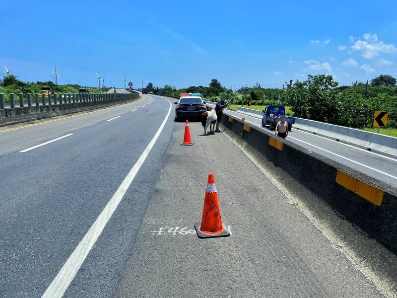 員警獲報後，立即協助將馬匹移置，所幸當時車輛不多，未釀成事故發生。苗栗縣警察局提供