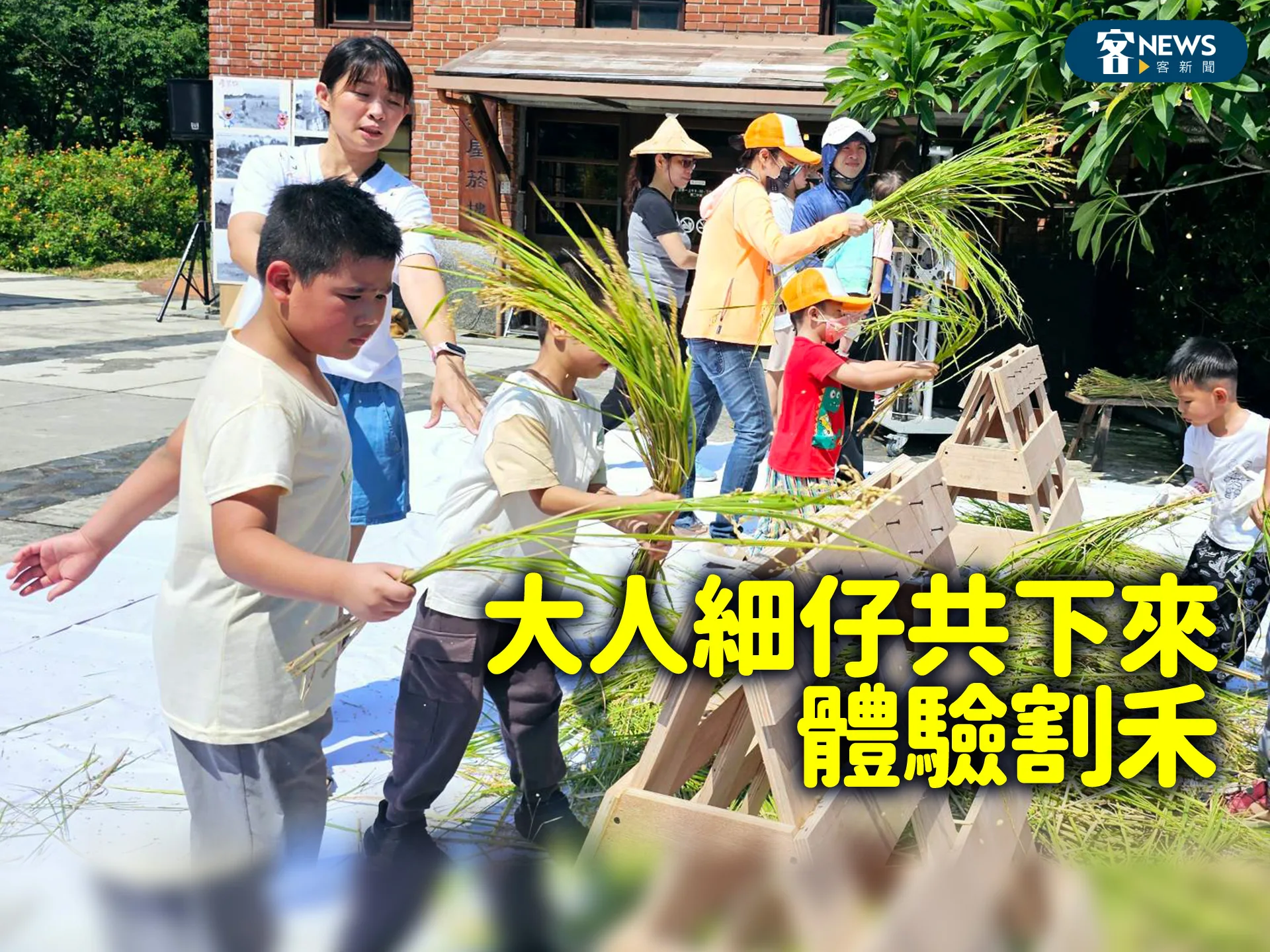 割禾打鬥敘　「大人細仔共下來體驗割禾（godˋ voˇ）」