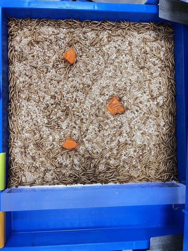 農試所昆蟲養殖論壇　探討傳統動物蛋白不足對策