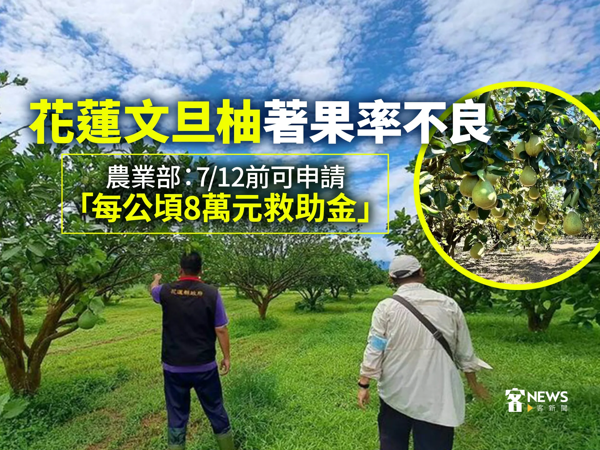花蓮文旦柚著果率不良　農業部：7/12前可申請「每公頃8萬元救助金」