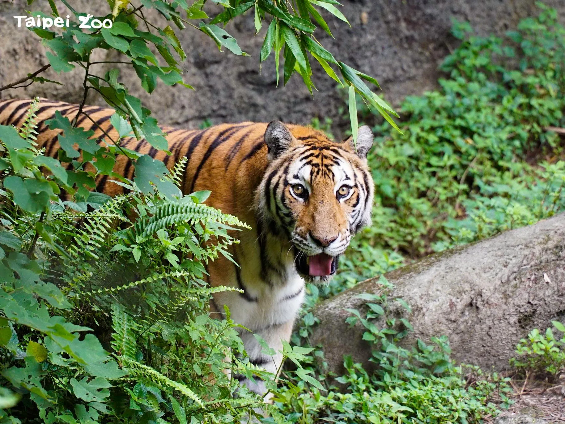 孟加拉虎「新春」。台北市立動物園提供