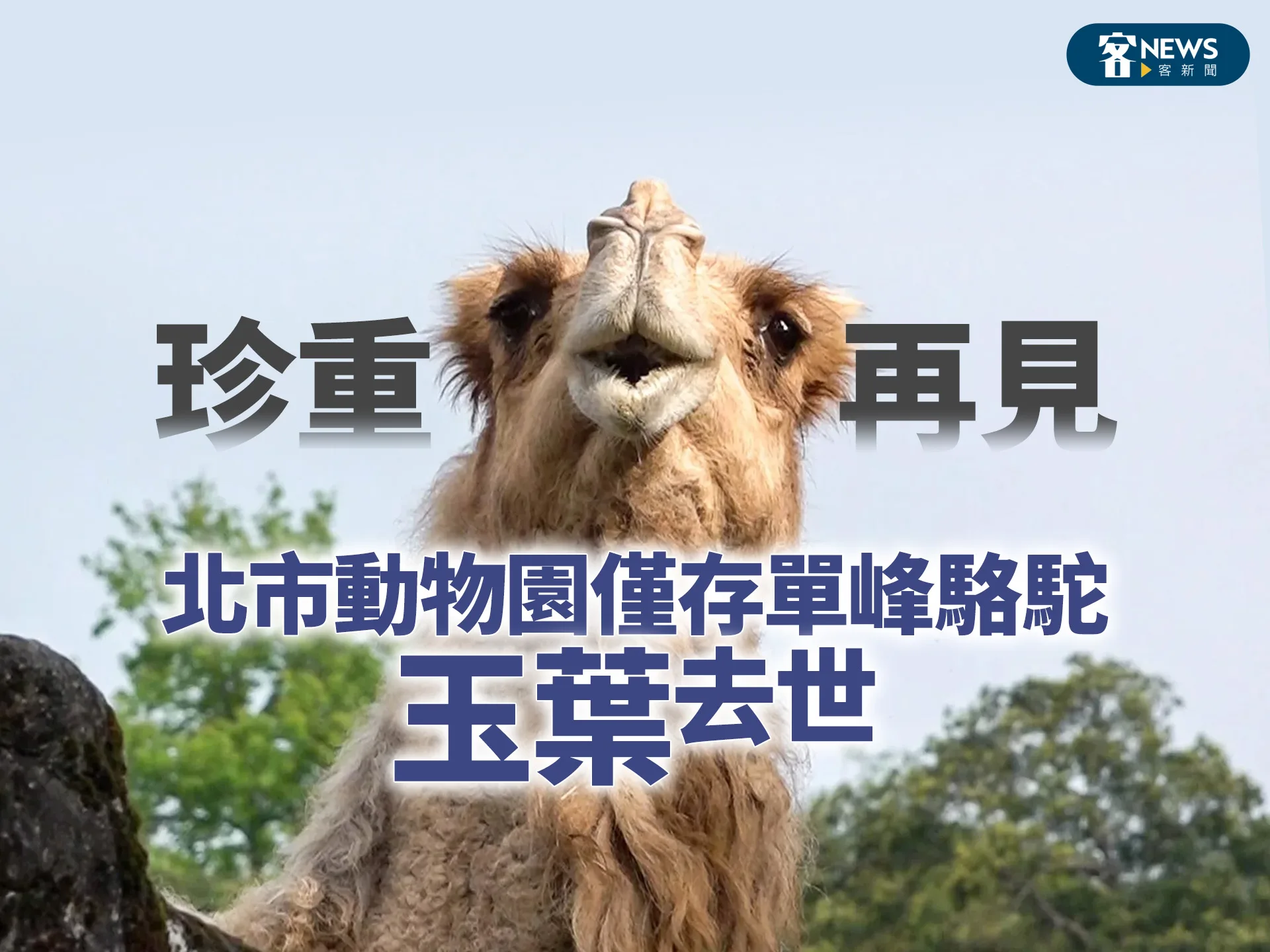 珍重再見　北市動物園僅存單峰駱駝「玉葉」去世
