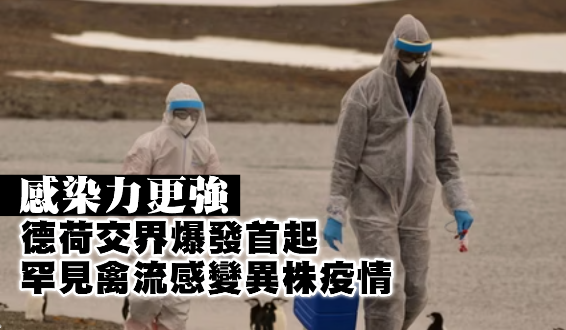 德荷交界爆發首起禽流感變異株疫情　感染力更強　