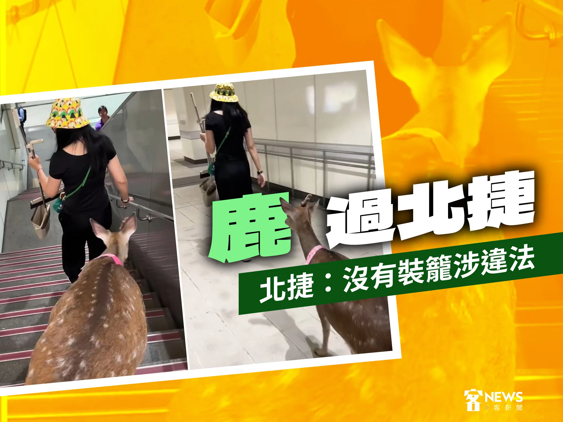 「鹿」過北捷　北捷：沒有裝籠涉違法