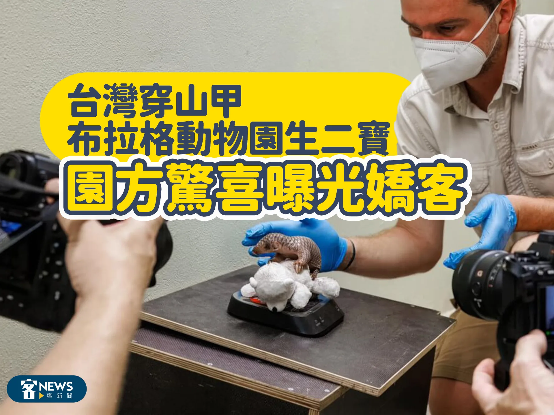 台灣穿山甲赴布拉格動物園　2年內生二寶園方驚喜