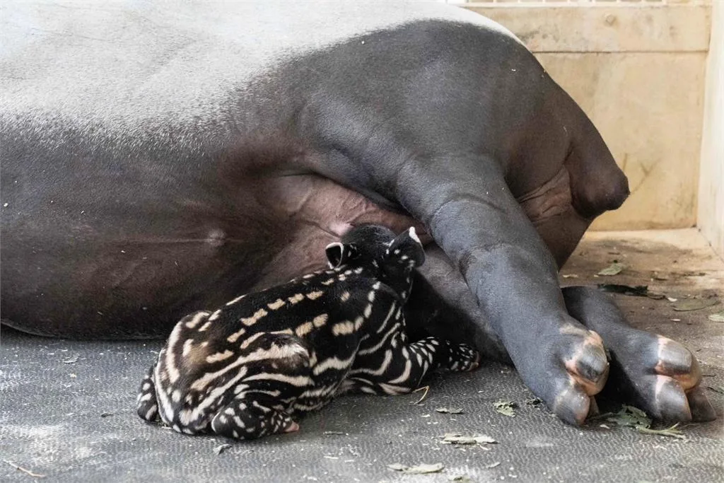 寶寶自行摸索，很快就成功喝到了初乳。北市動物園提供