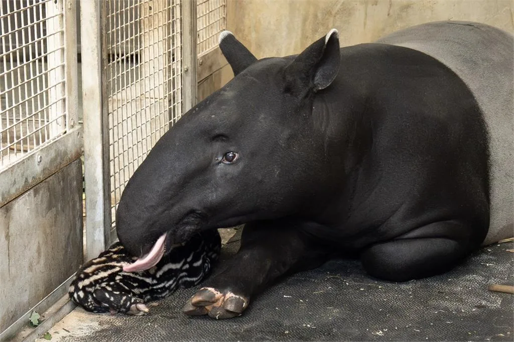 馬來貘寶寶與媽媽「貘莉」。北市動物園提供