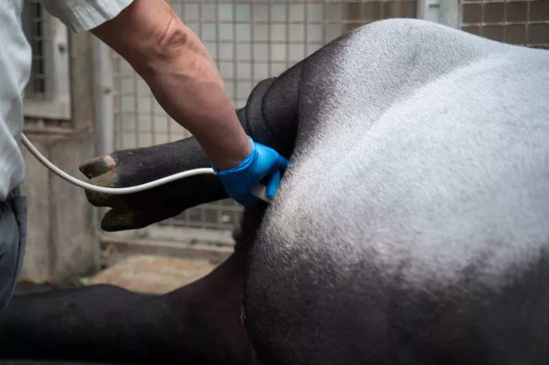 媽媽「貘莉」懷孕時做超音波檢查。北市動物園提供