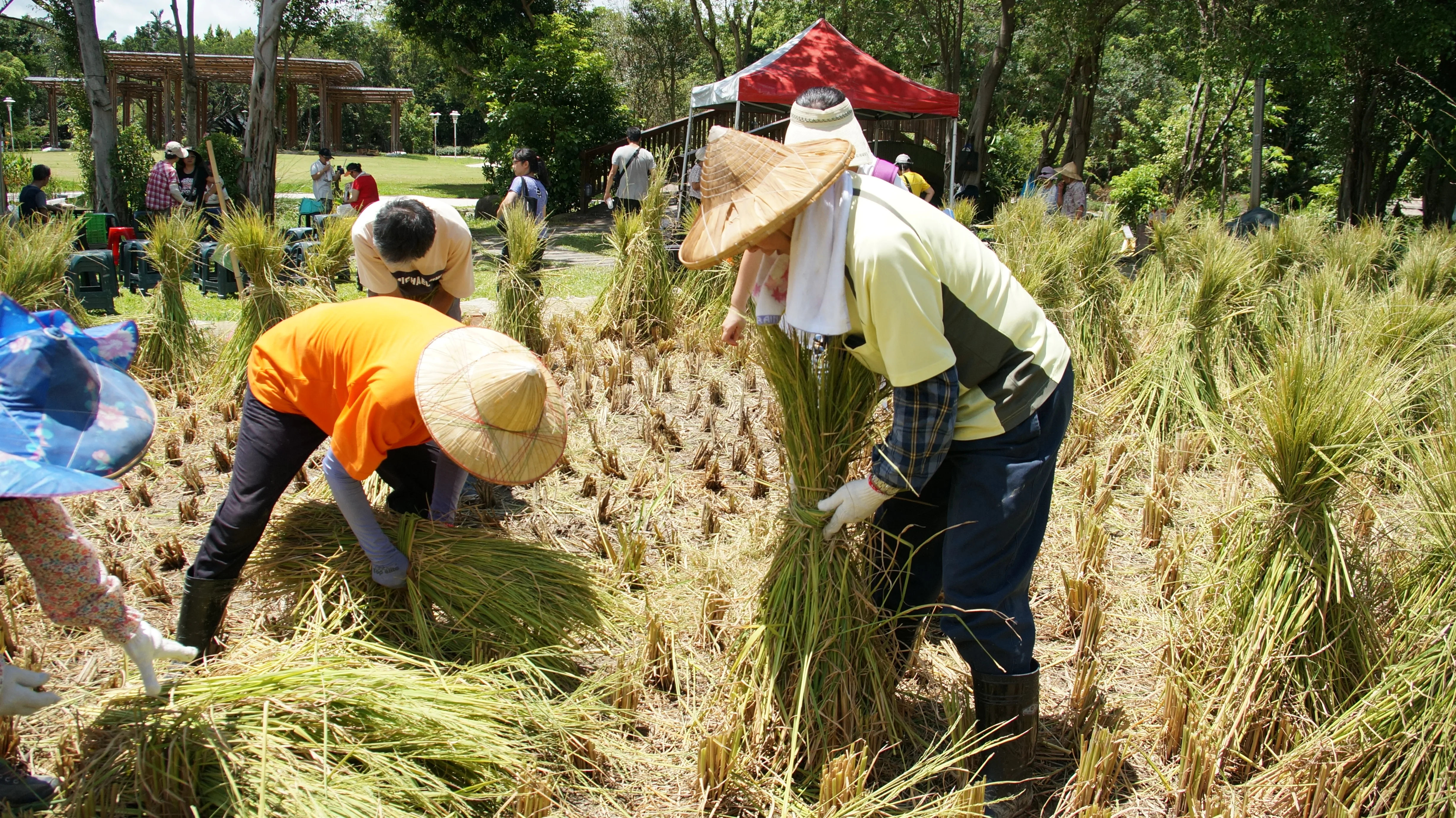 割禾後的大量稻草將由農場義工設計成DIY活動。台北客家農場提供