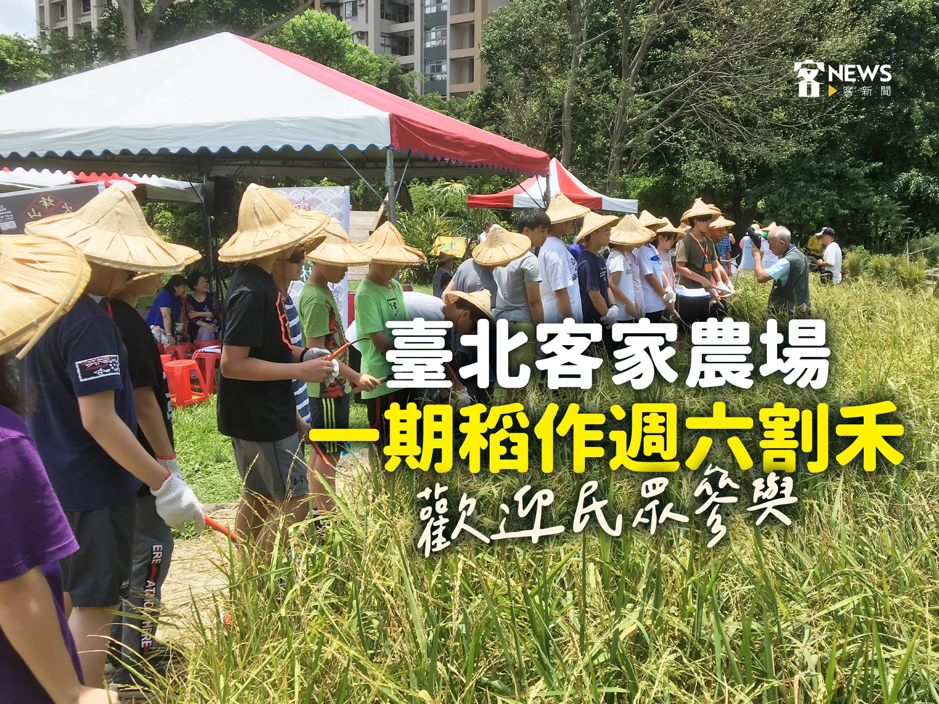 臺北客家農場一期稻作週六割禾　歡迎民眾參與　