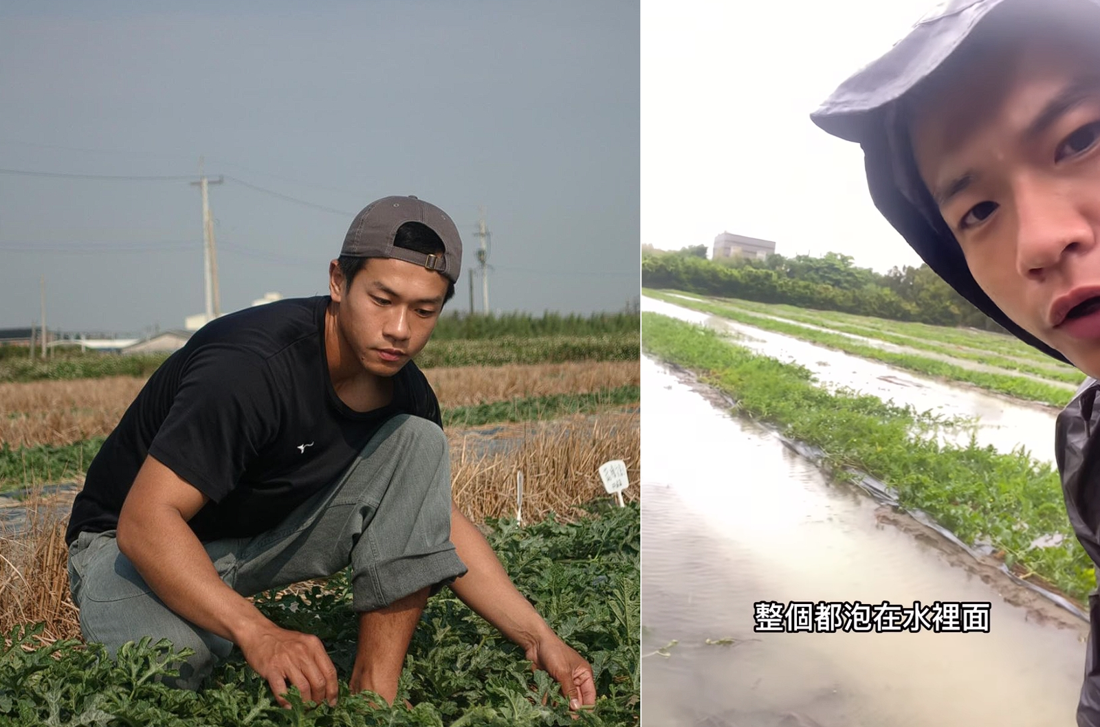 雲林颱風淹掉整片田！　西瓜青農無奈心血全泡湯「農民真的超偉大」