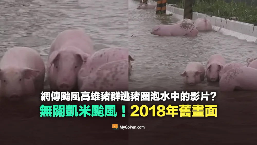 【錯誤】高雄豬群逃豬圈泡水中的影片？2018舊畫面和凱米颱風無關