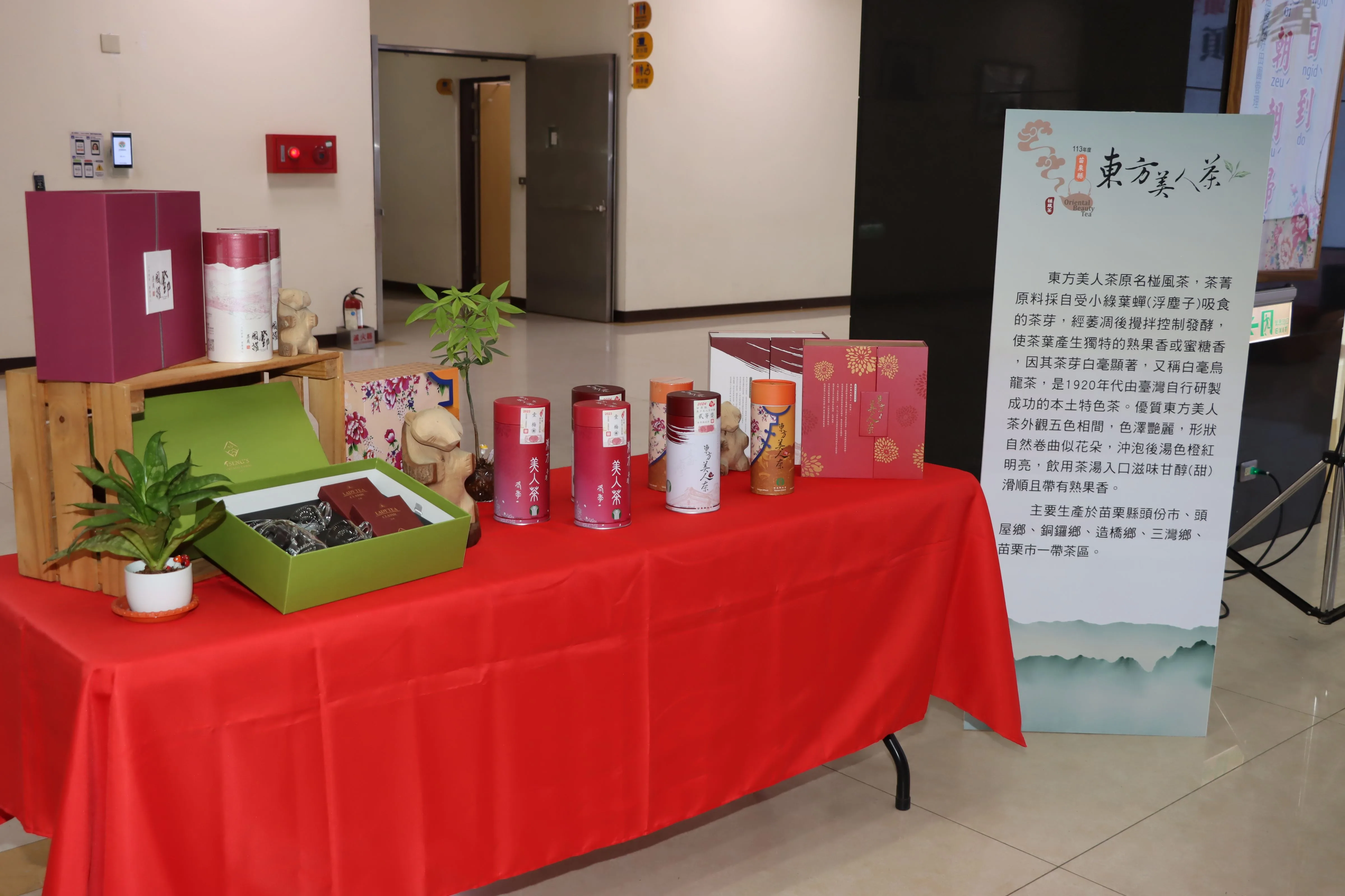 東方美人茶菁需經小綠葉蟬咬食才能製成,茶湯散發獨特的果香和蜂蜜香。苗栗縣政府提供