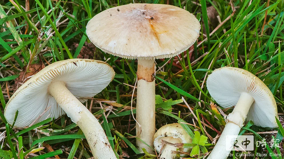 柬埔寨發生多起務實毒蘑菇的中毒事件。圖片已獲《柬中時報》授權使用