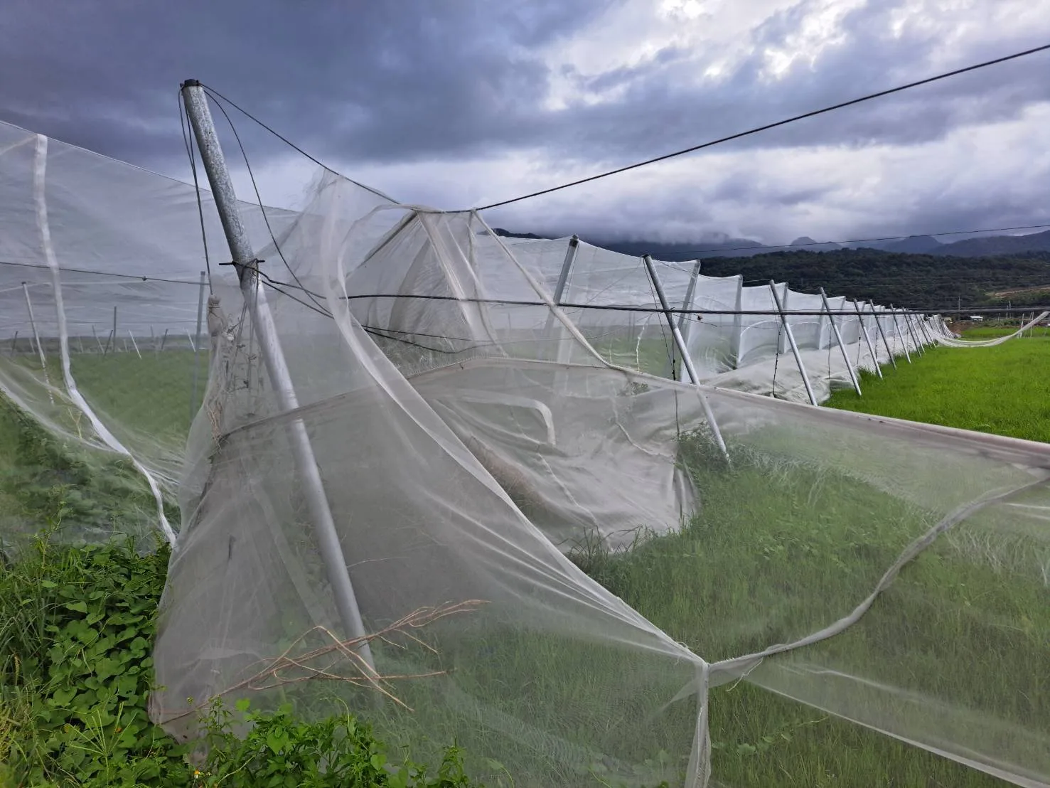 玉里鎮的水平棚架網室、網面破損。花蓮縣政府提供