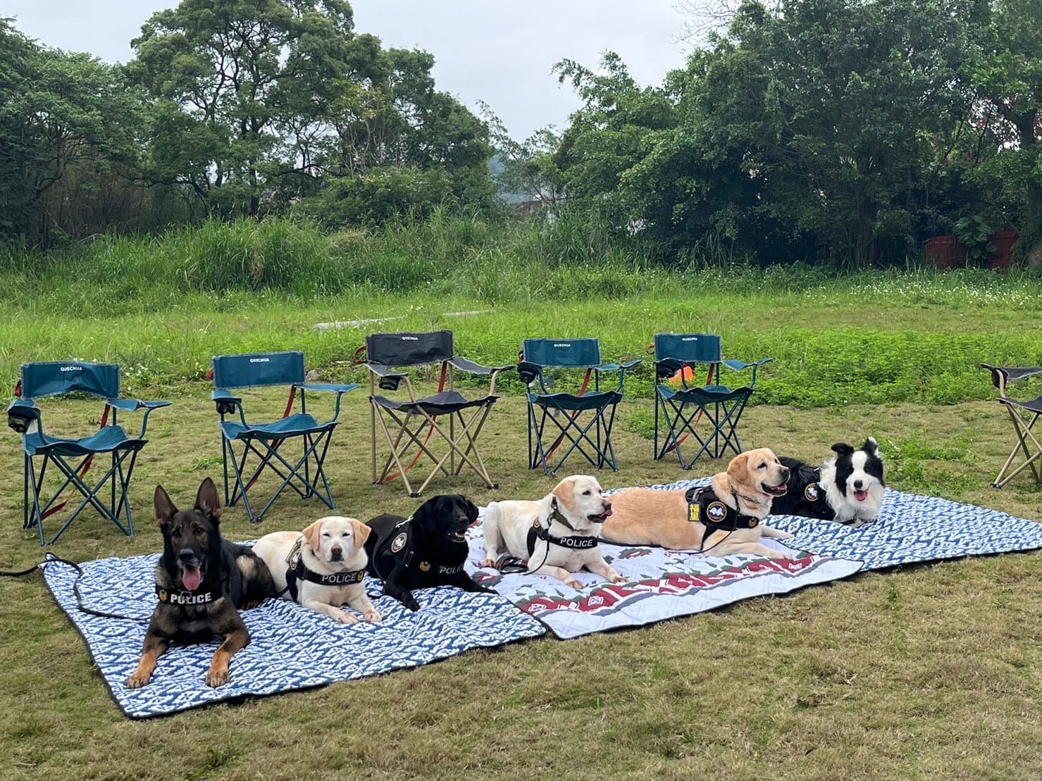 可愛的警犬們。翻攝自新北市政府警察局警犬隊FB