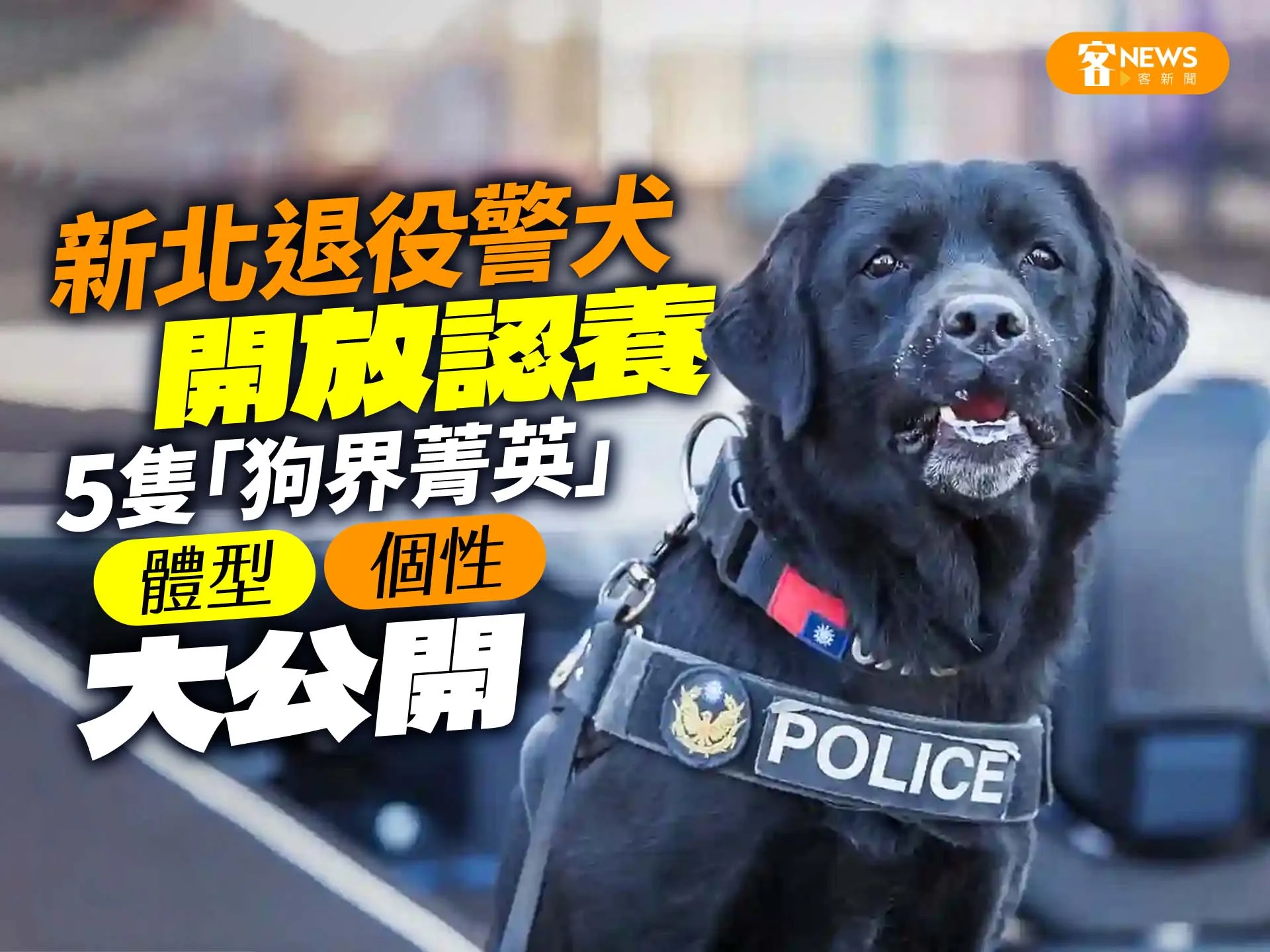 新北退役警犬開放認養　5隻「狗界菁英」體型、個性大公開