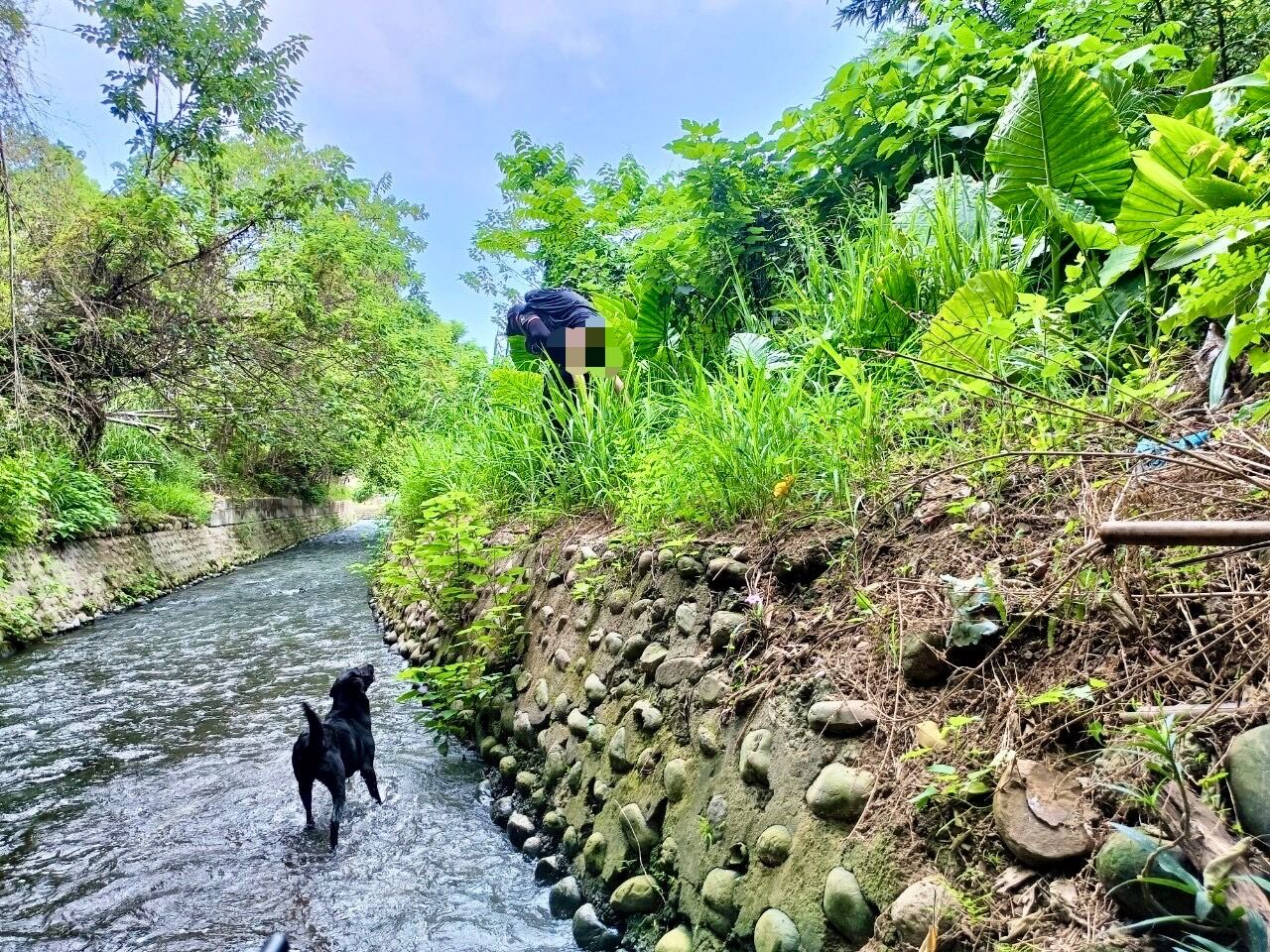 搜救犬clay表現出嗅聞反應,消防人員循線找到失蹤婦人並將她揹至平地。新竹市政府提供