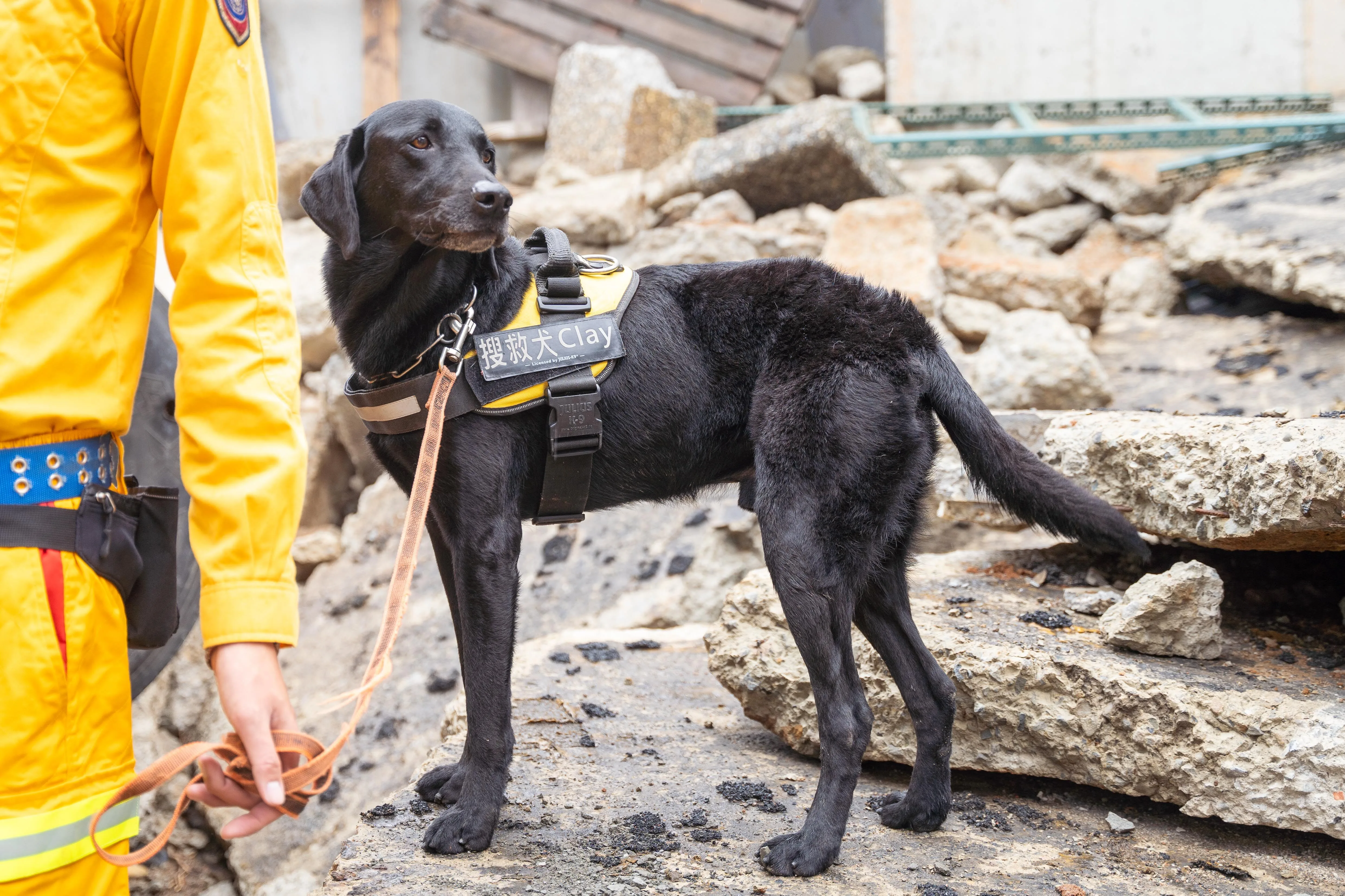 搜救犬clay和他的領犬員溫智欽,將於8月下旬前往芬蘭參加世界搜救犬比賽。新竹市政府提供