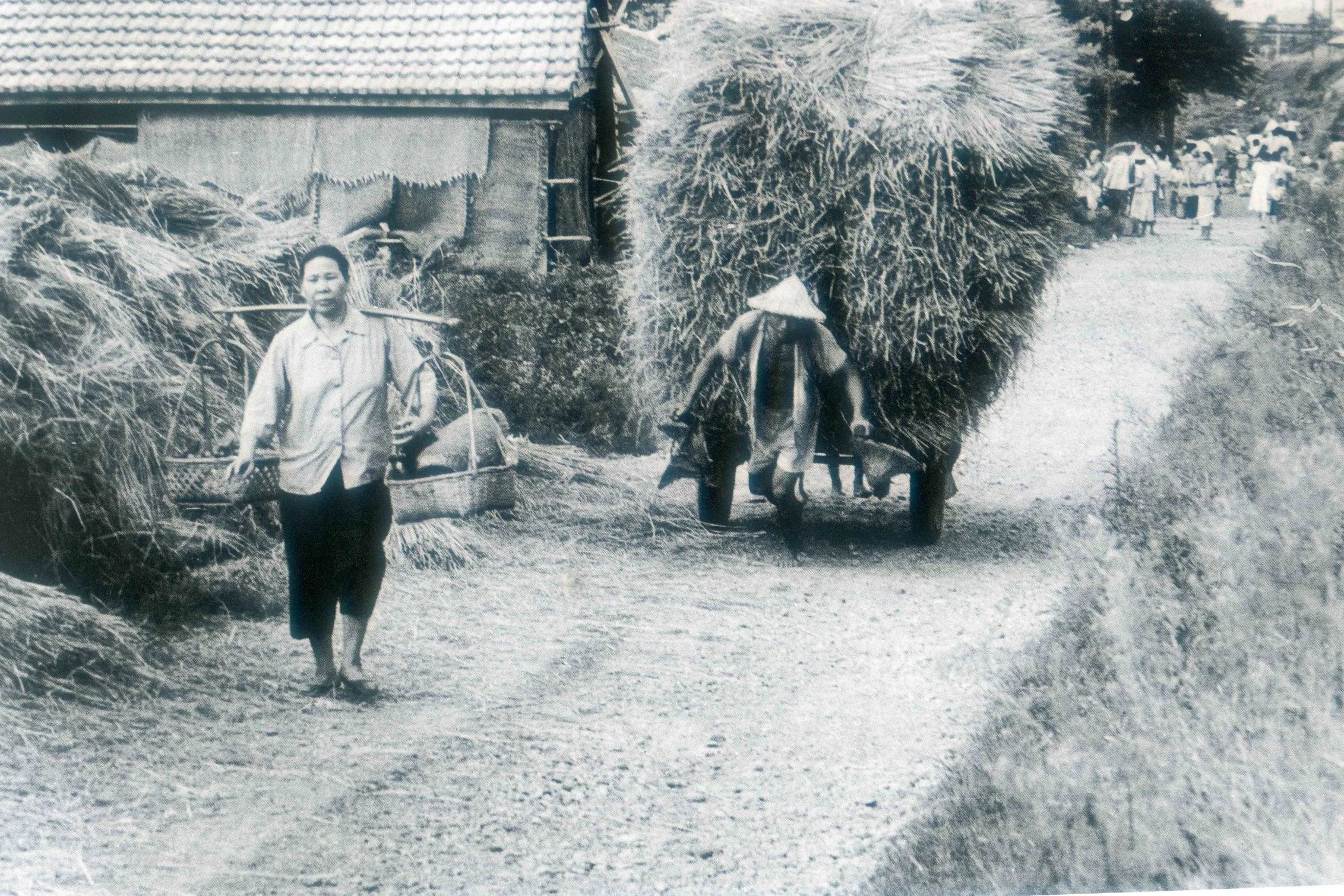 早年靠勞力謀生者,幾做到「汗流脈落」,圖為農友吃力地拉著滿載的稻草回家。邱德雲攝於1959年。