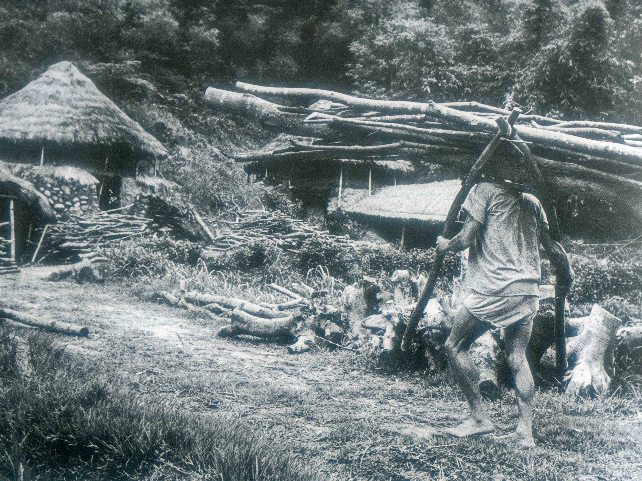 用蔗擎擎樹辛苦又吃力,一天得擎數千斤。邱德雲1968年攝於西湖鄉五湖村木炭窯。