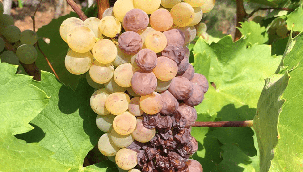 生產貴腐甜酒的白葡萄。翻攝自Bibendum《推特》