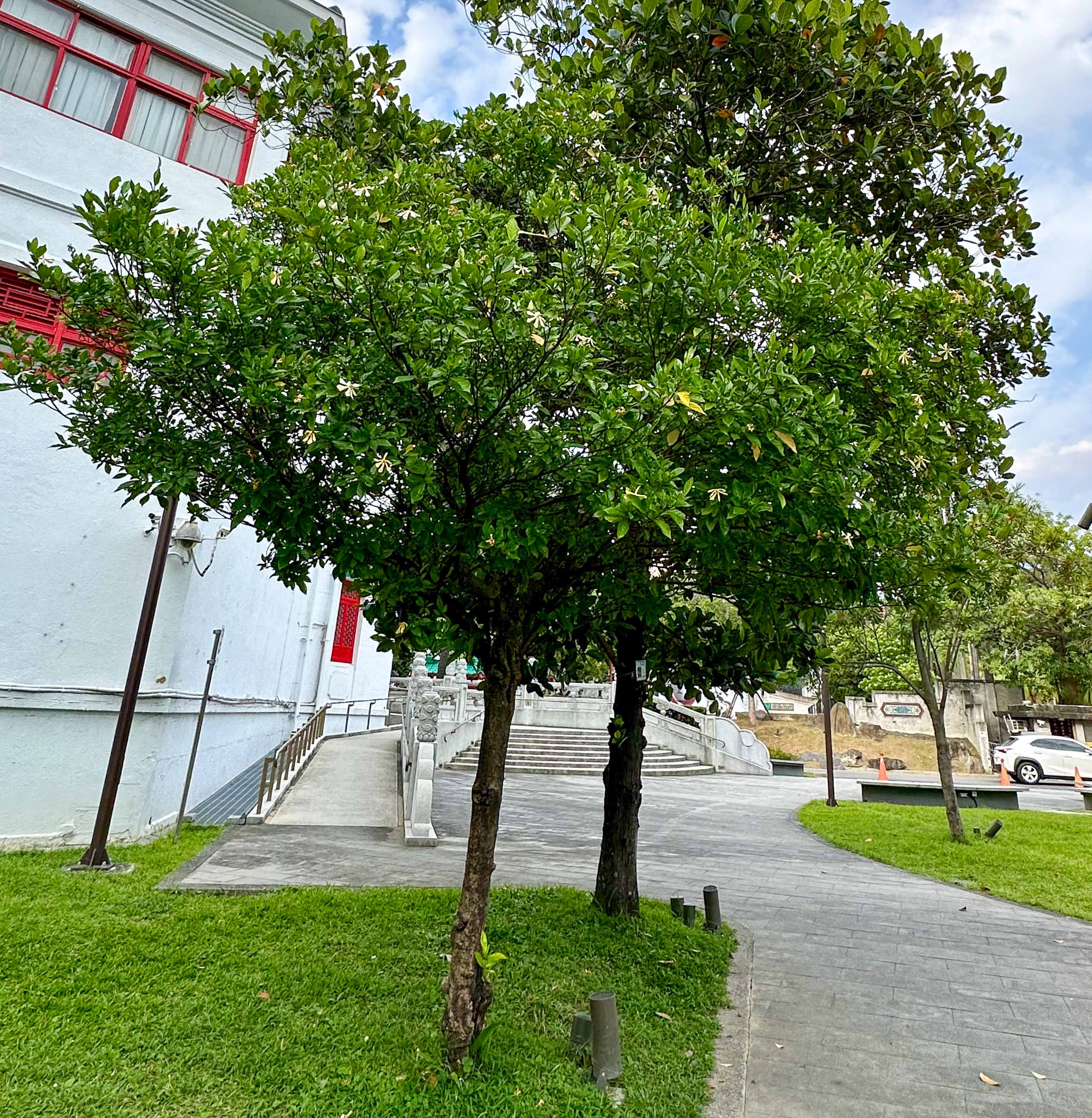 台北市南海路上，建中對面、歷史博物館旁的那一棵山梔子。蕭秀琴攝