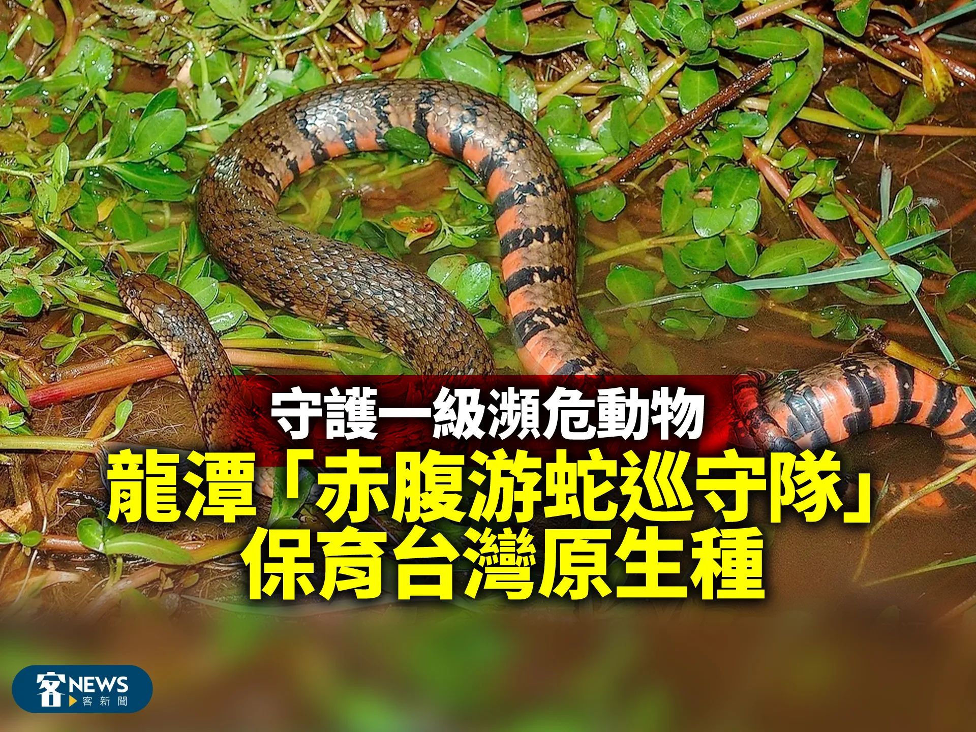 守護一級瀕危動物　龍潭「赤腹游蛇巡守隊」保育台灣原生種