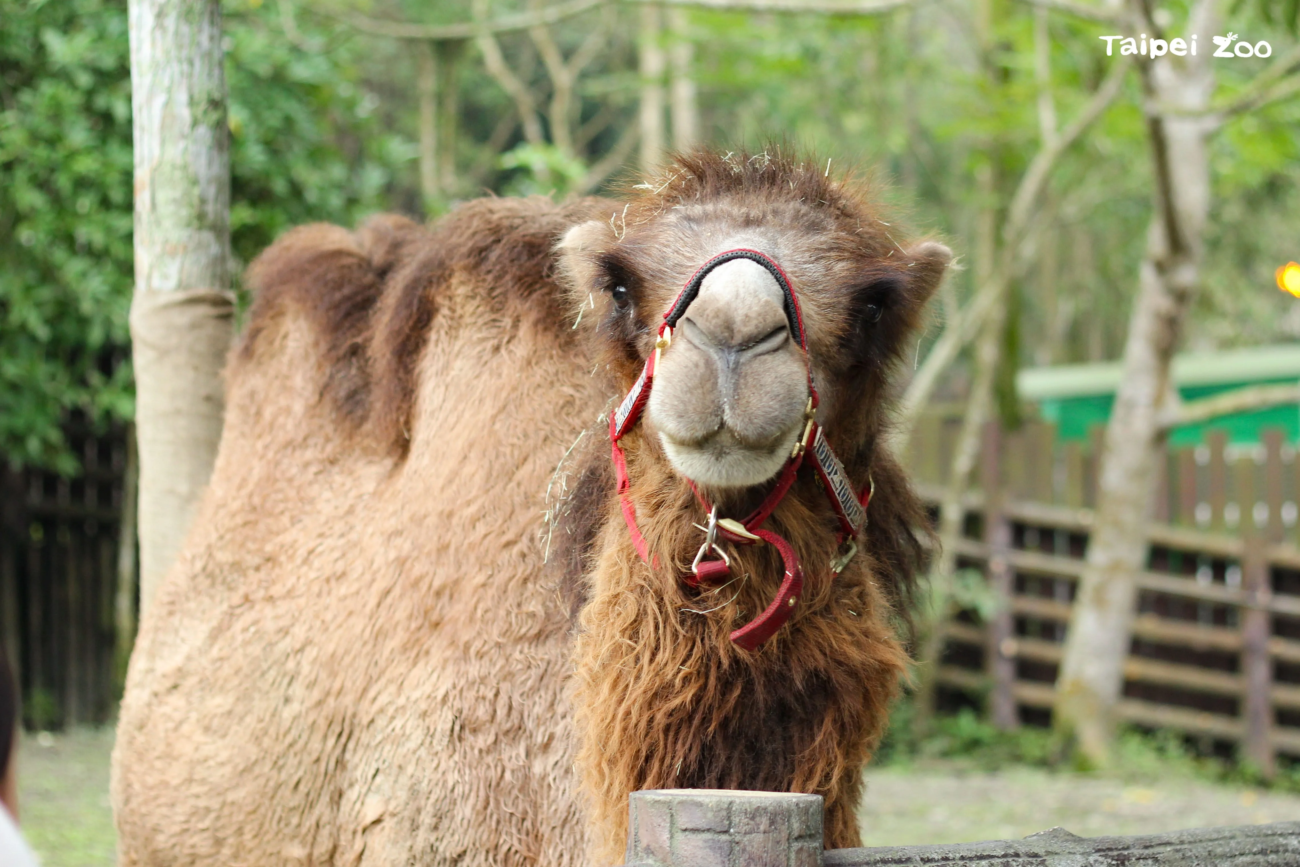 雙峰駱駝「煙雨」。北市動物園提供