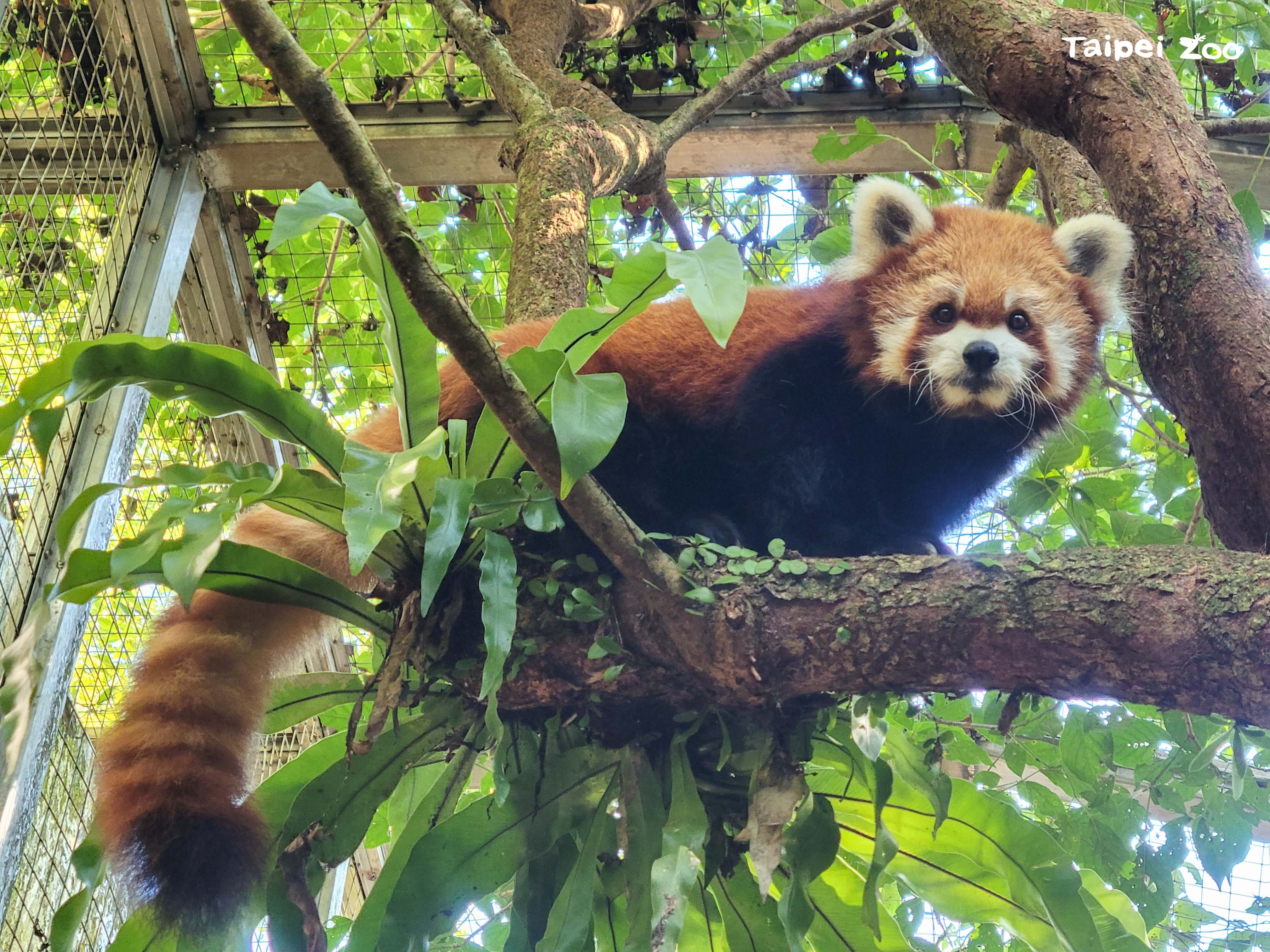 小貓熊「YaYa」。北市動物園提供