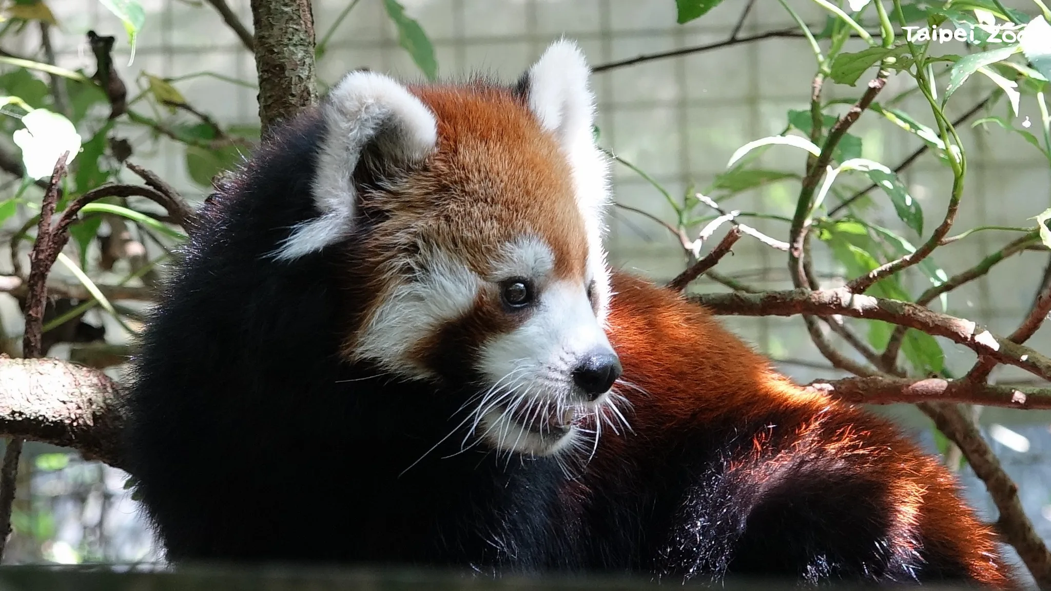 小貓熊「美可」。北市動物園提供