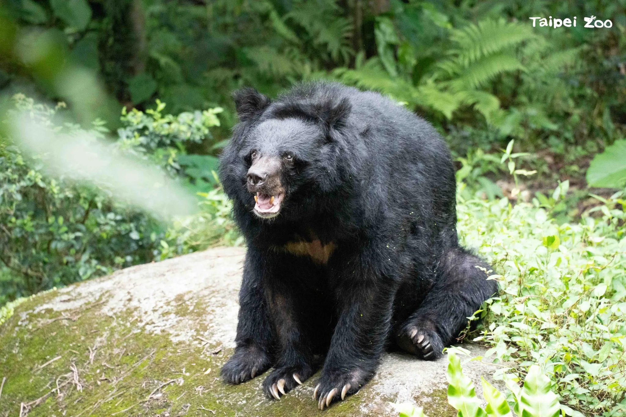 亞州黑熊「小熊」。北市動物園提供