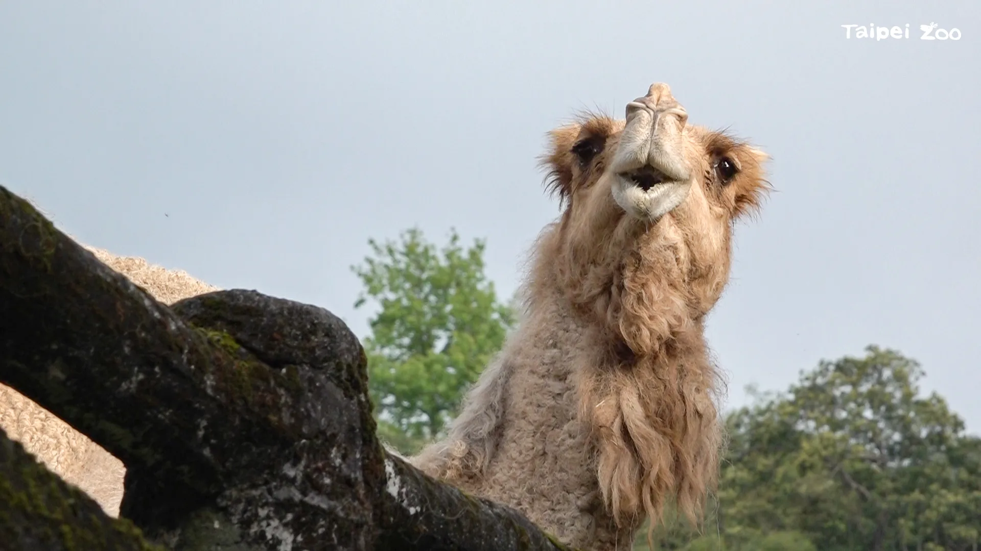 單峰駱駝「玉葉」。北市動物園提供