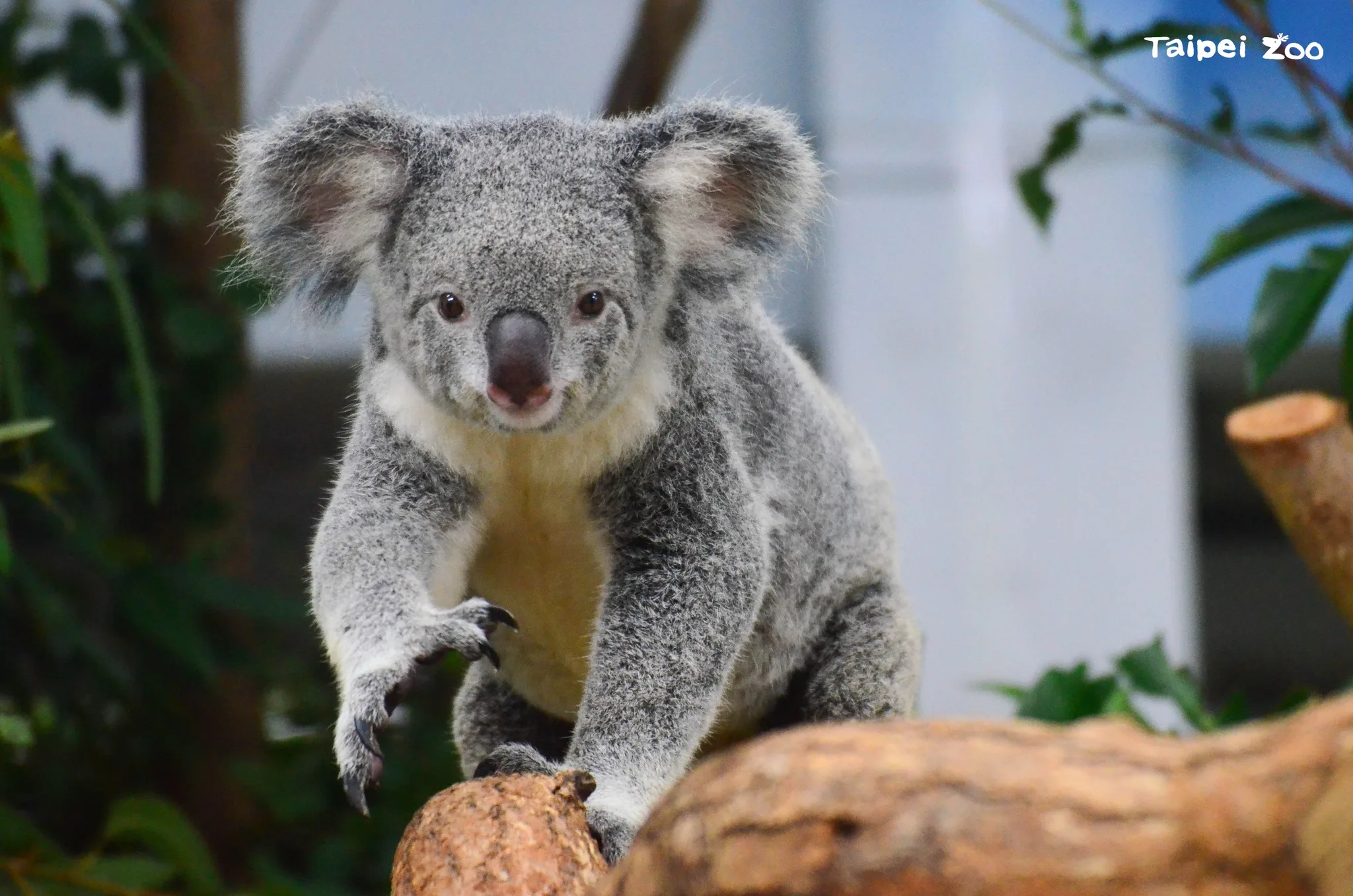 無尾熊「Nicole」。北市動物園提供