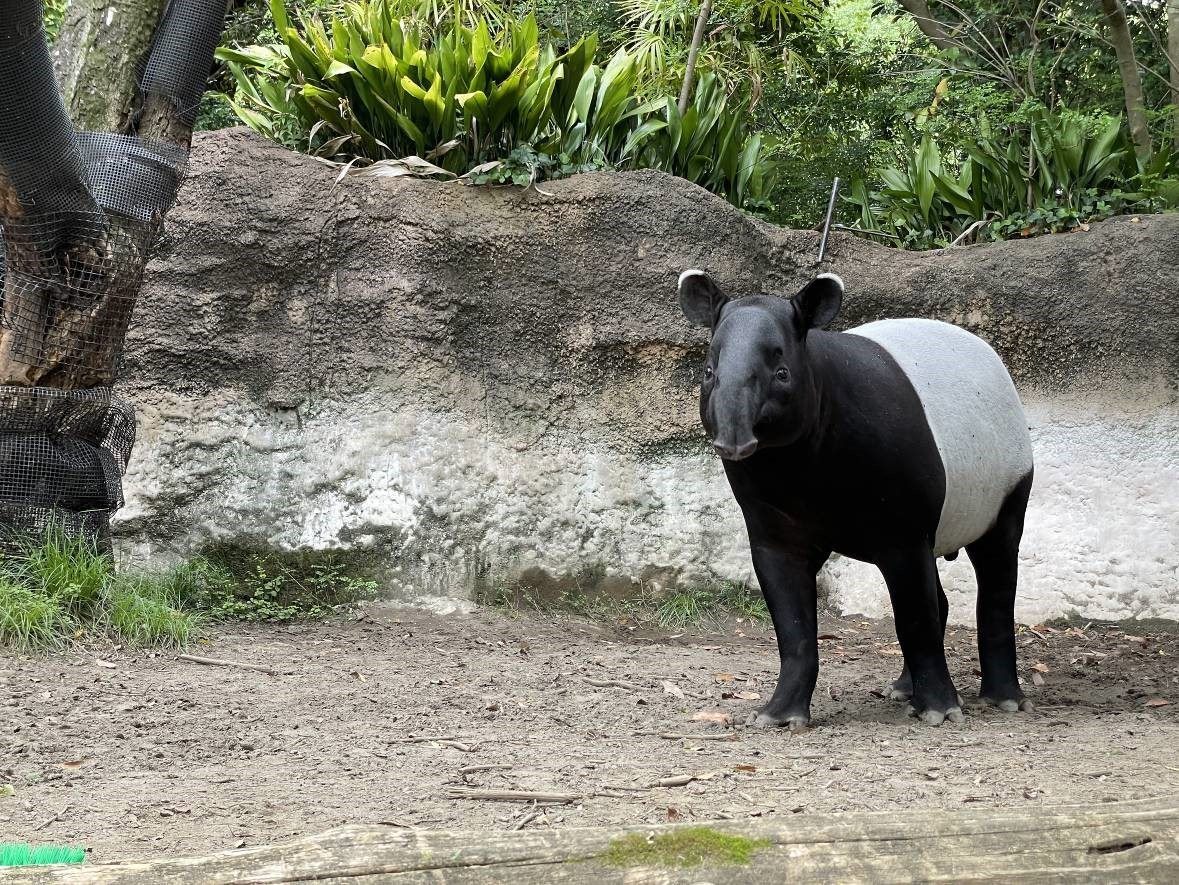 馬來貘「Hideo」。北市動物園提供