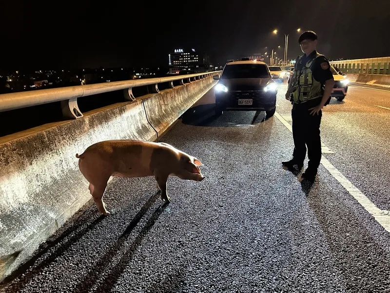 台74線台中霧峰北上路段29日晚間有2隻豬從運豬車上掉落、四處逃竄。翻攝照片