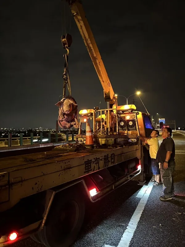 警方與公路局人員獲報後合力圍捕逃竄豬隻，並委由拖吊業者協助排除狀況。翻攝照片