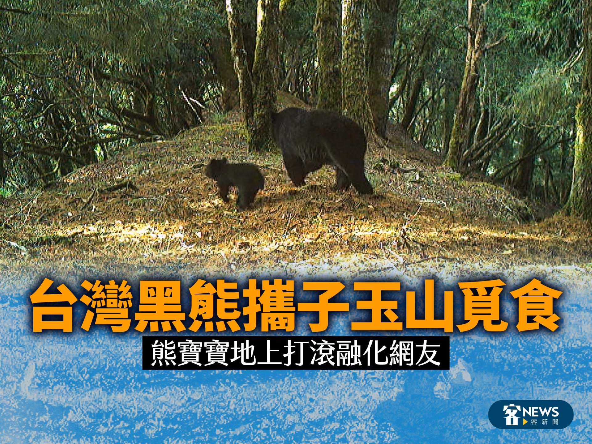 台灣黑熊攜子玉山覓食　熊寶寶地上打滾融化網友