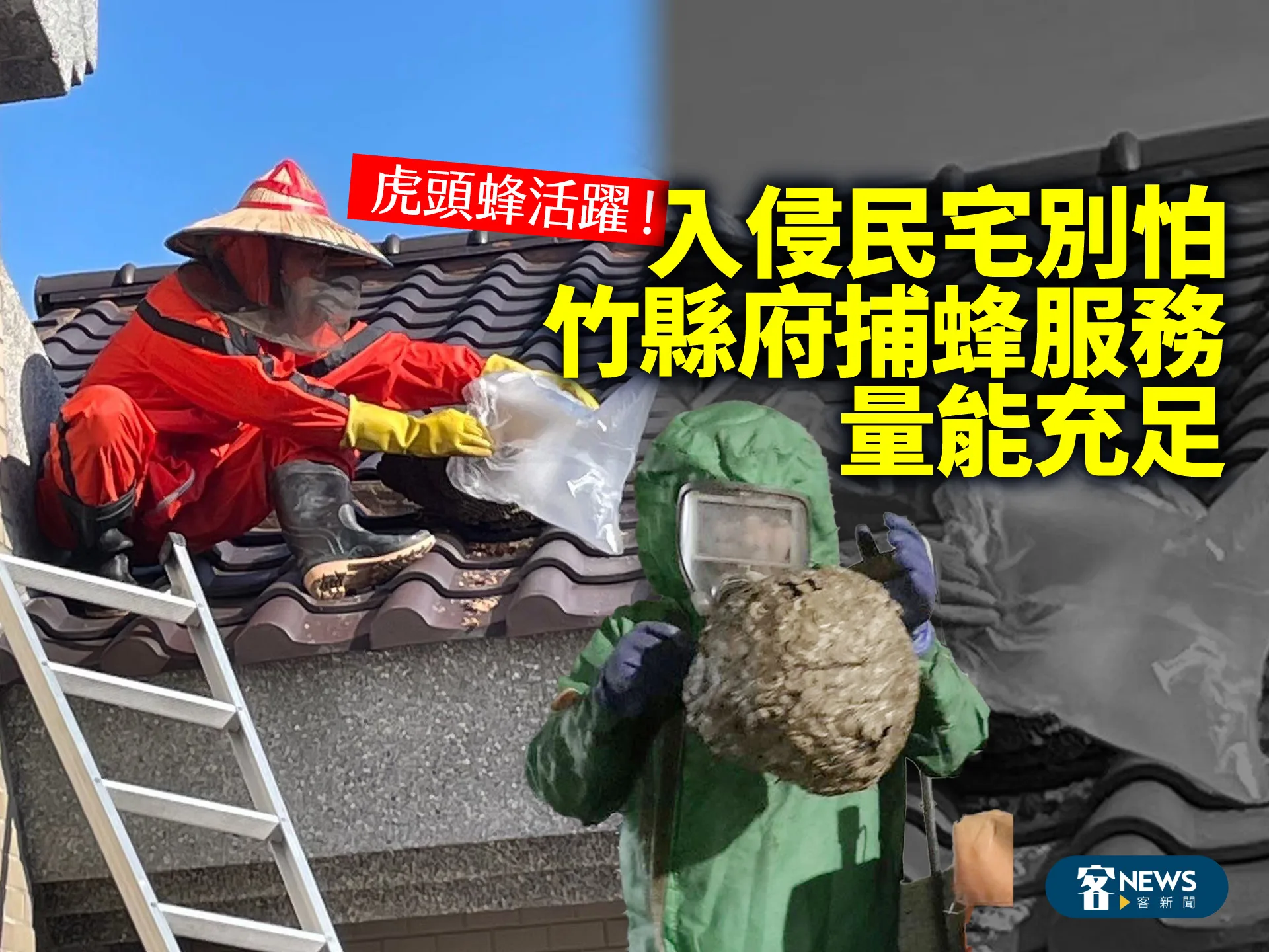 虎頭蜂活躍！入侵民宅別怕　竹縣府捕蜂服務量能充足