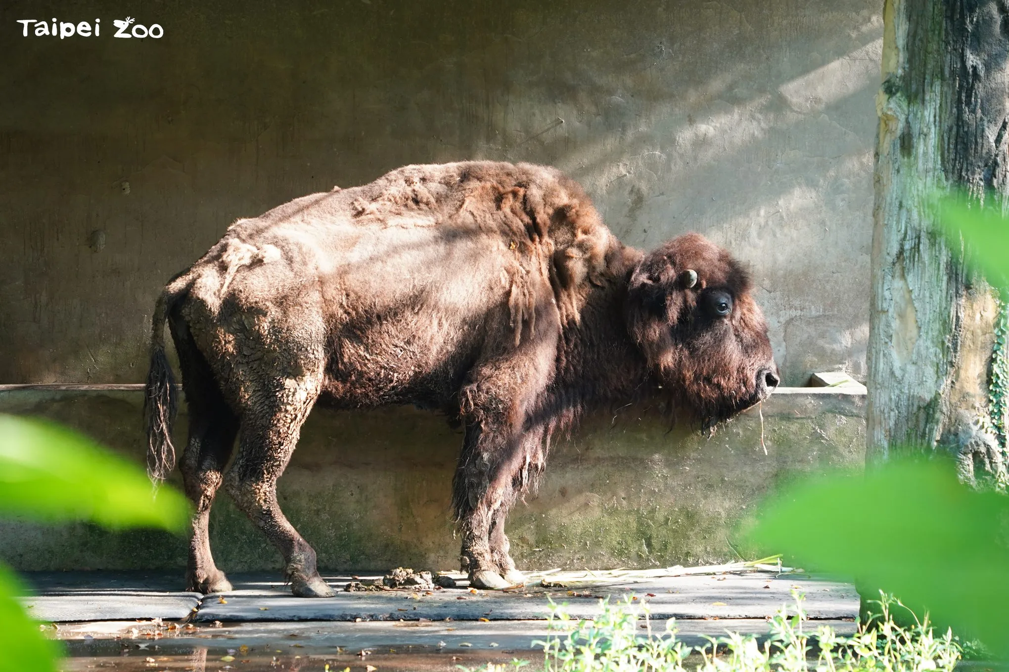 高齡美洲野牛「角娃」平靜地離世。台北動物園提供