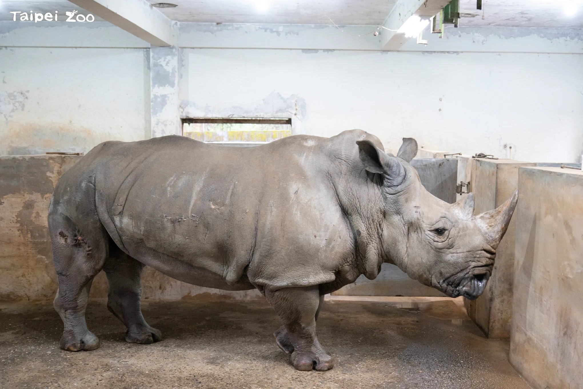 台北動物園44歲白犀牛「犀敏」9月2日離世。台北動物園提供
