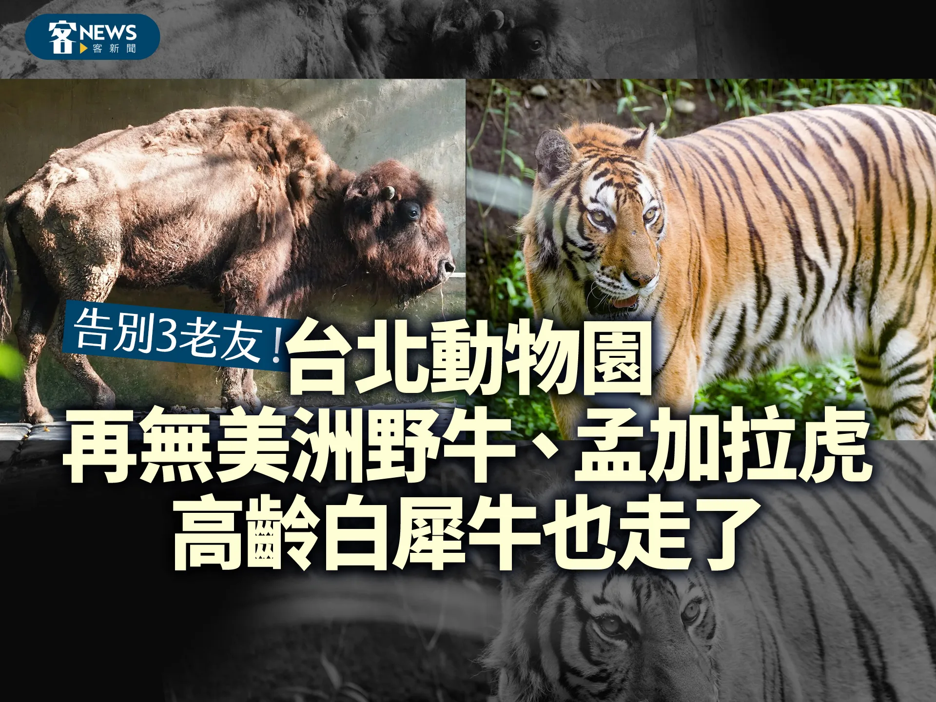 告別3老友！台北動物園再無美洲野牛、孟加拉虎　高齡白犀牛也走了