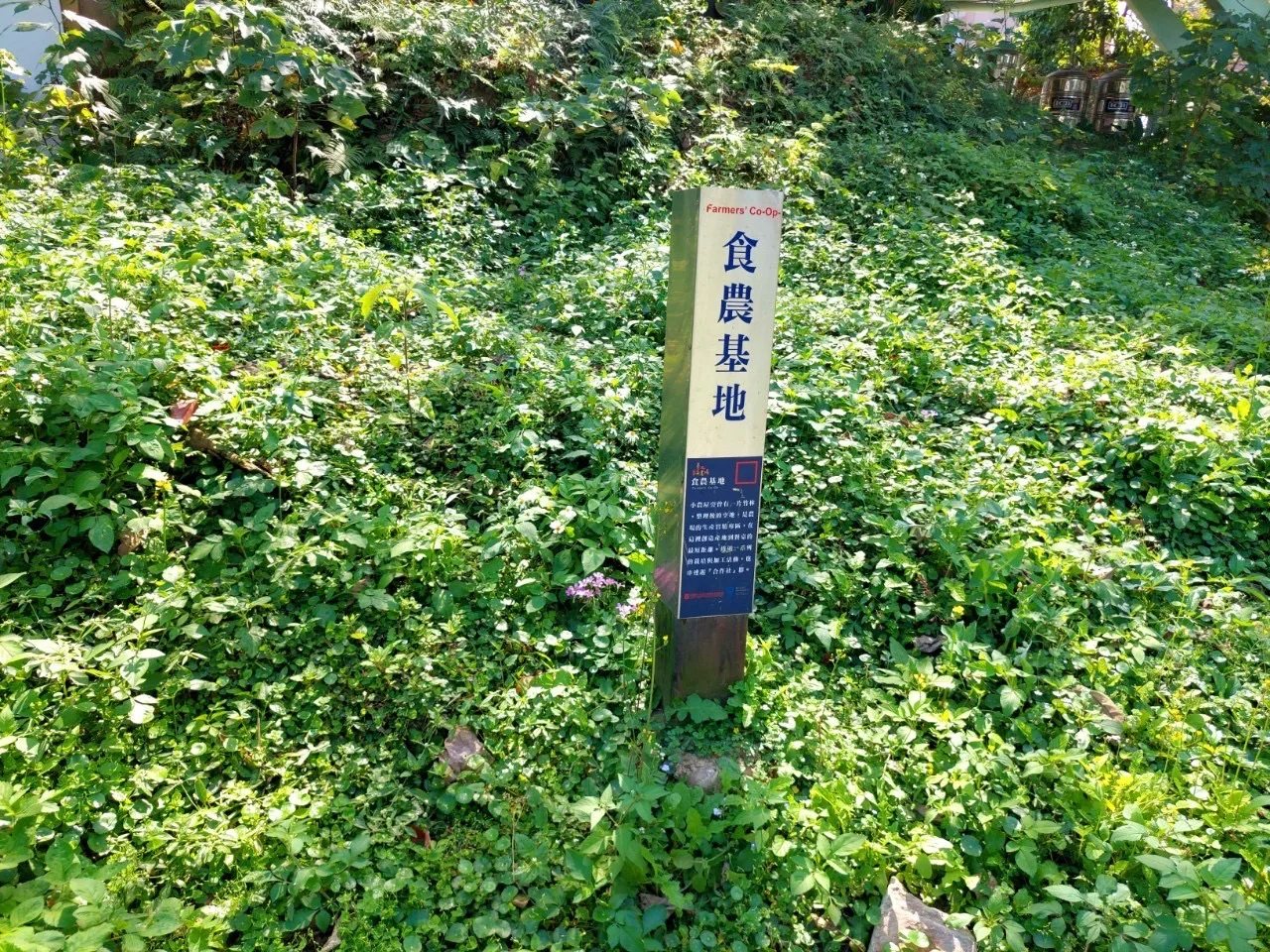 野菜栽培區基地。客基會提供