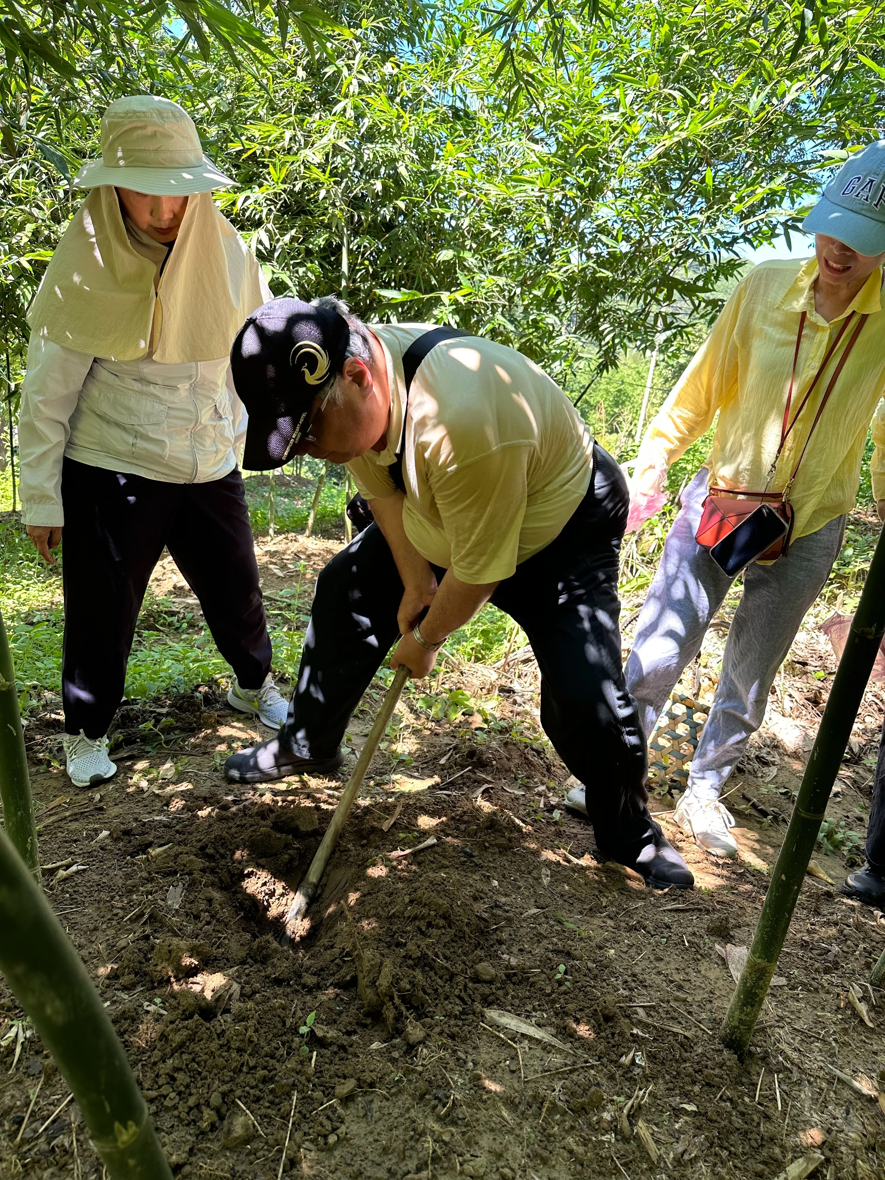 民眾體驗採筍。新北市客家局提供