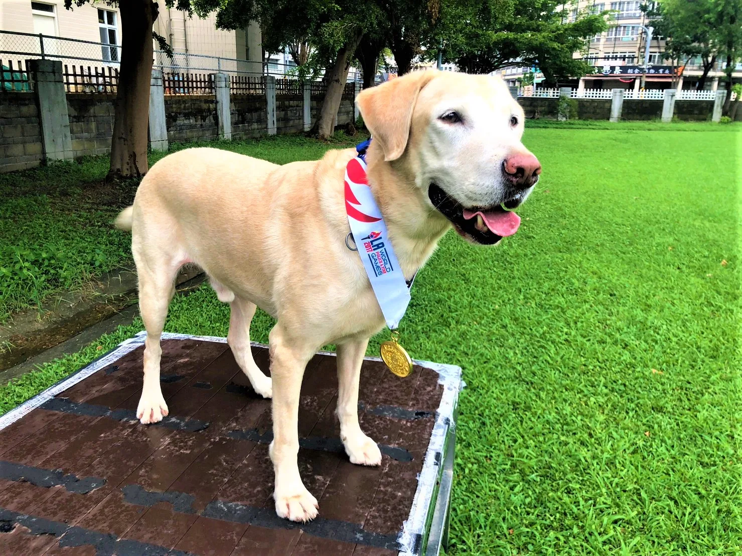 高雄市搜救犬「羅傑」今年已滿8歲，即將退休。翻攝自高雄搜救犬隊FB